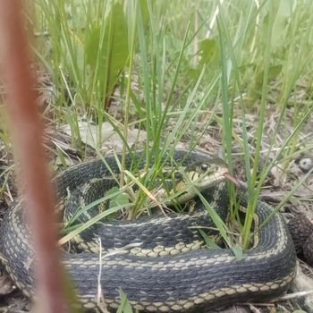 Adult Chicago Garter Snake