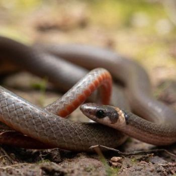 Adult Chihuahuan Black-Headed Snake