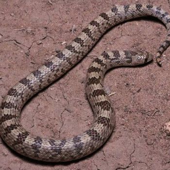 Adult Chihuahuan Hook-Nosed Snake