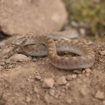 Adult Chihuahuan Nightsnake