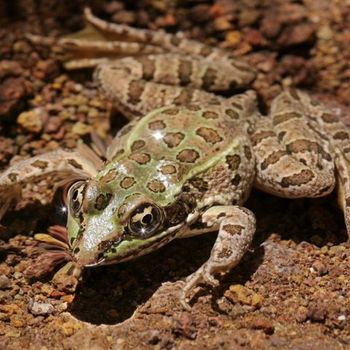 Adult Chiricahua Leopard Frog