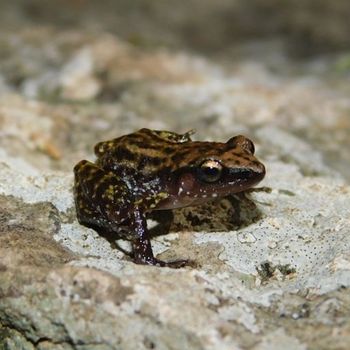 Adult Cliff Chirping Frog
