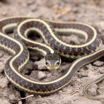 Adult Coast Garter Snake