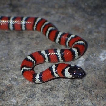 Adult Coast Mountain Kingsnake