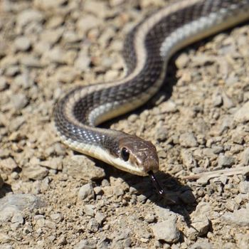 Adult Coast Patch-nosed Snake