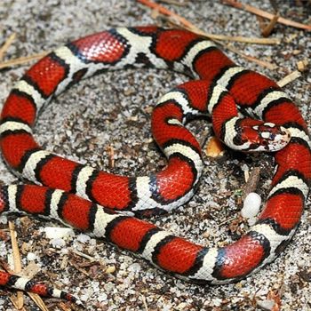 Adult Coastal Plain Milksnake