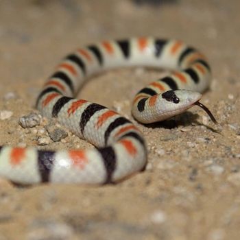 Adult Colorado Desert Shovel-nosed Snake