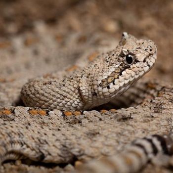 Adult Colorado Desert Sidewinder