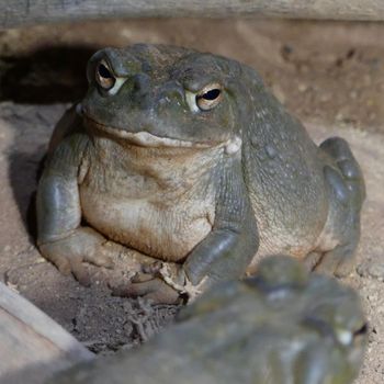 Adult Colorado River Toad
