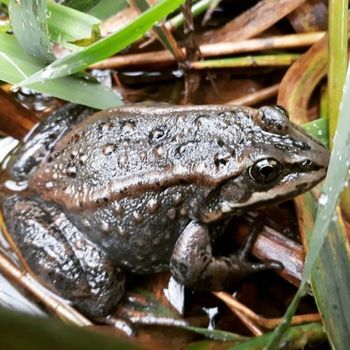 Adult Columbia Spotted Frog