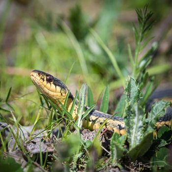 Adult Common Garter Snake