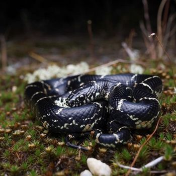 Adult Common Kingsnake