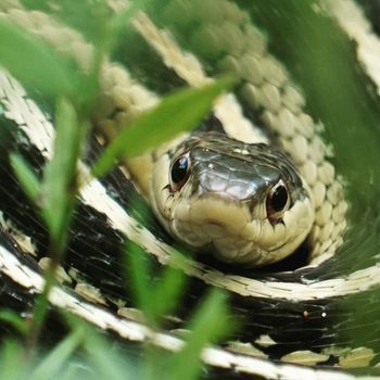 Adult Common Ribbon Snake