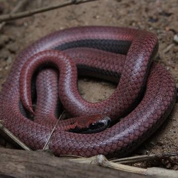 Adult Common Sharp-tailed Snake