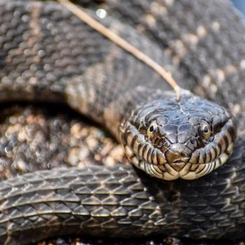 Adult Common Water Snake