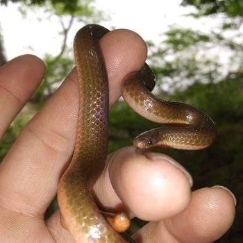 Adult Common Worm Snake