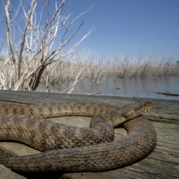 Adult Concho Water Snake