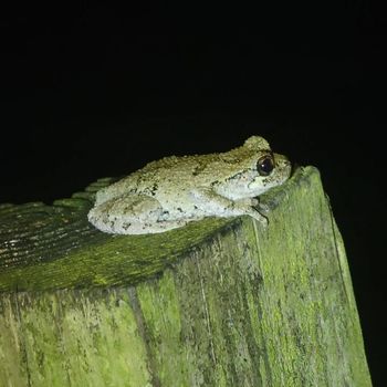 Adult Cope’s Gray Tree Frog