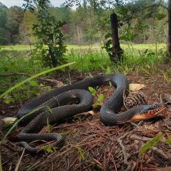 Adult Copperbelly Water Snake