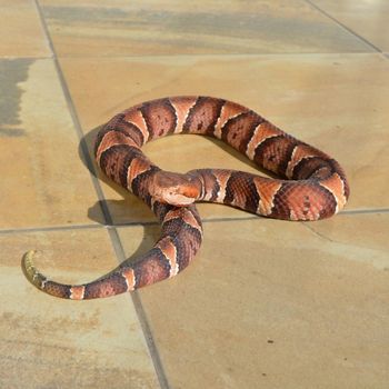 Fully Grown Copperhead Vipers