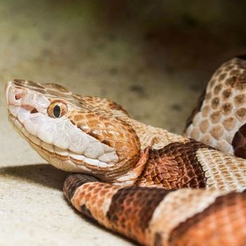 Adult Copperhead