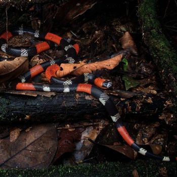 Adult Coral Snake