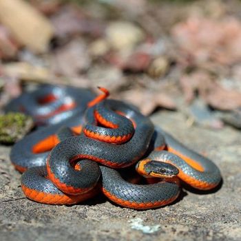 Fully Grown Coral bellied Ringneck Snake