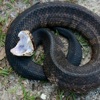 Adult Cottonmouth