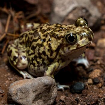 Adult Couch’s Spadefoot Toad