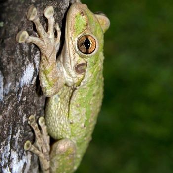 Adult Cuban Tree Frog