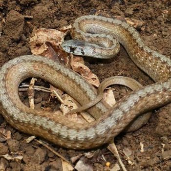 Adult Dekay’s Brownsnake