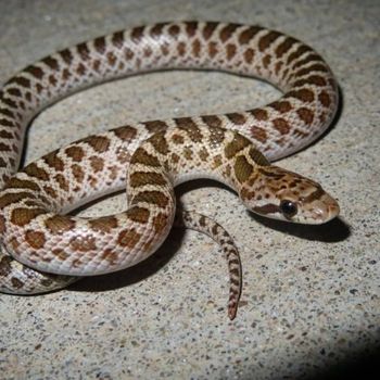 Adult Desert Glossy Snake