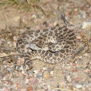 Adult Desert Massasauga