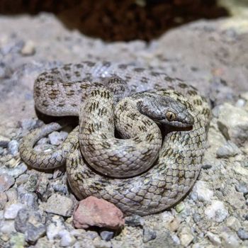 Adult Desert Night Snake