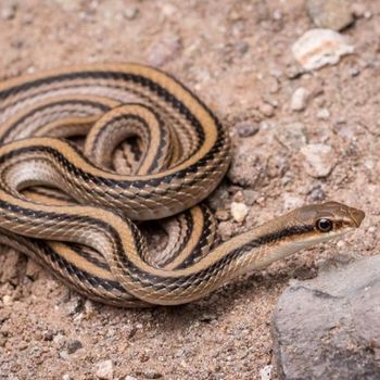 Adult Desert Patched-nosed Snake