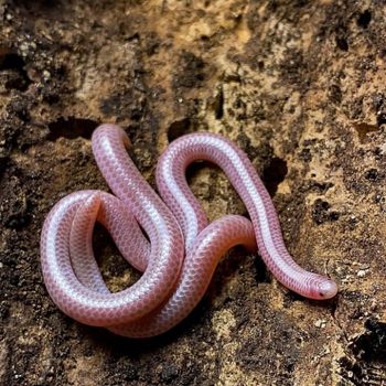 Adult Desert Threadsnake