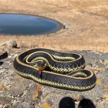 Adult Diablo Range Gartersnake