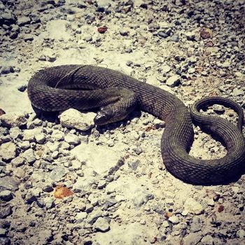 Adult Diamond-backed Water Snake