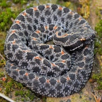 Adult Dusky pygmy rattlesnake