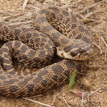 Adult Dusty Hognose Snake