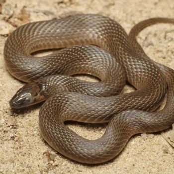 Adult Earth Snake