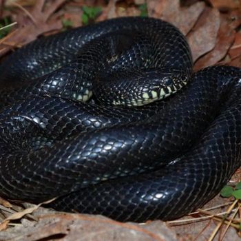 Adult Eastern Black Kingsnake