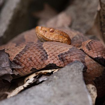 Adult Eastern Copperhead