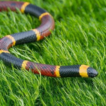 Adult Eastern Coral Snake