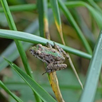 Adult Eastern Cricket Frog