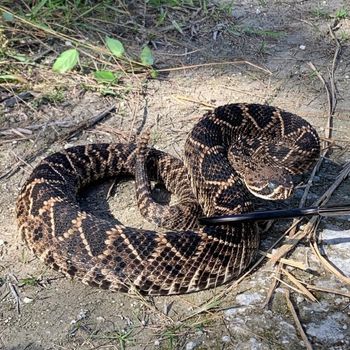 Adult Eastern Diamondback Rattlesnake