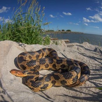 Adult Eastern Fox Snake