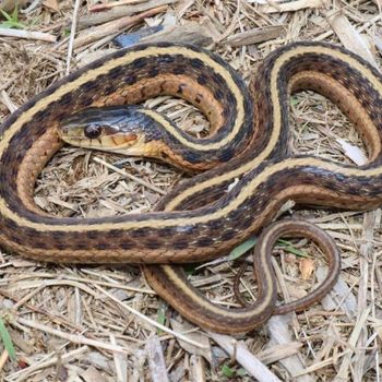 Adult Eastern Garter Snake