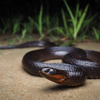 Adult Eastern Glossy Swamp Snake