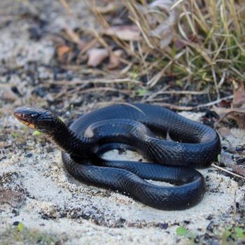 Adult Eastern Indigo Snake